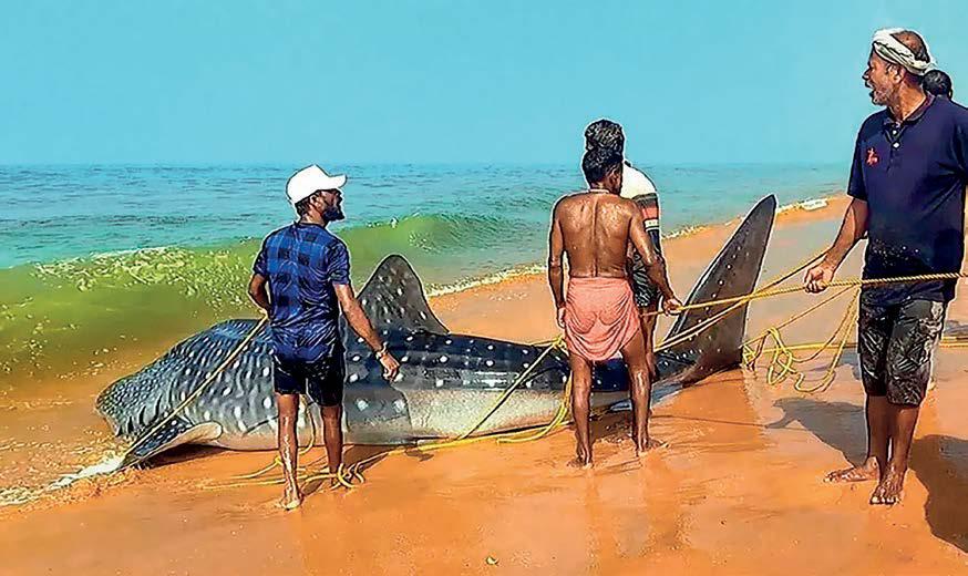 SAVE THE WHALE SHARK CUT NETS, GET A REWARD